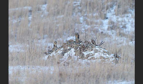 Sumpfohreule (Asio flammeus)