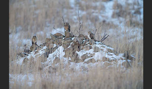 Sumpfohreule (Asio flammeus)