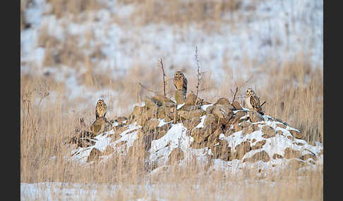 Sumpfohreule (Asio flammeus)