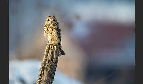 Sumpfohreule (Asio flammeus)