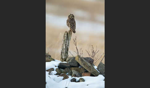 Sumpfohreule (Asio flammeus)