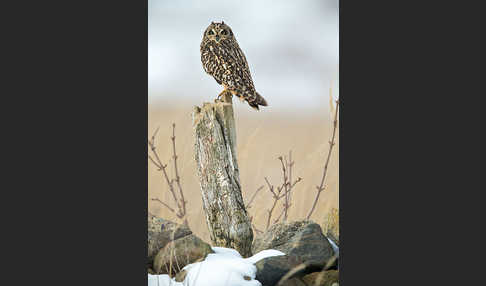 Sumpfohreule (Asio flammeus)