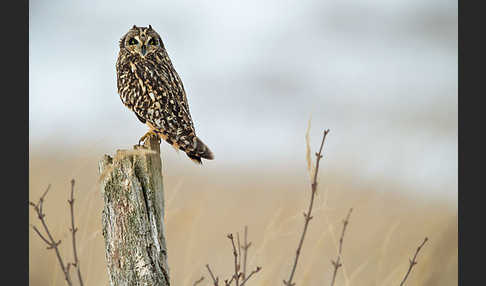 Sumpfohreule (Asio flammeus)