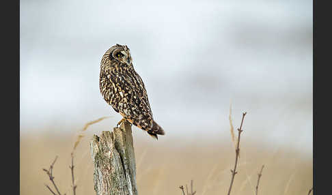 Sumpfohreule (Asio flammeus)