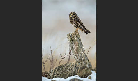 Sumpfohreule (Asio flammeus)