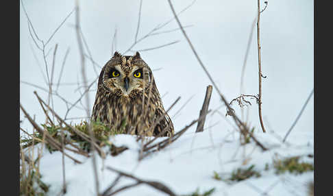 Sumpfohreule (Asio flammeus)