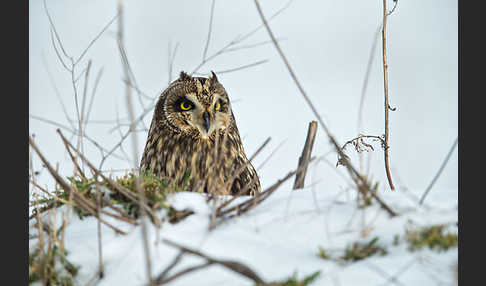 Sumpfohreule (Asio flammeus)