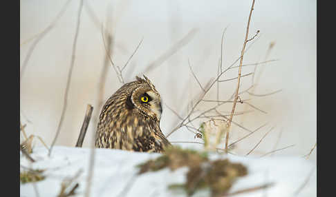 Sumpfohreule (Asio flammeus)