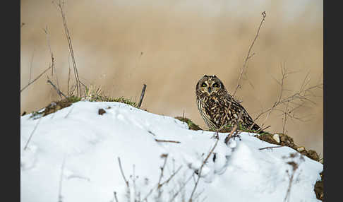 Sumpfohreule (Asio flammeus)