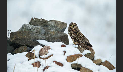 Sumpfohreule (Asio flammeus)