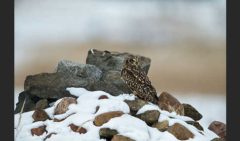 Sumpfohreule (Asio flammeus)