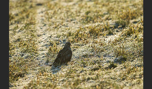 Rauhfußbussard (Buteo lagopus)