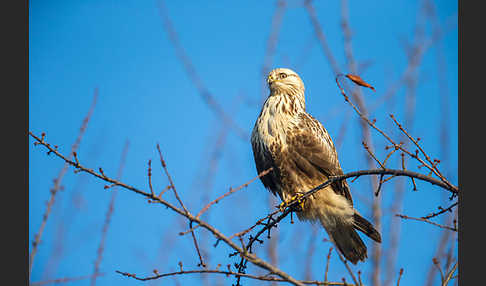 Rauhfußbussard (Buteo lagopus)