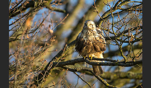 Rauhfußbussard (Buteo lagopus)