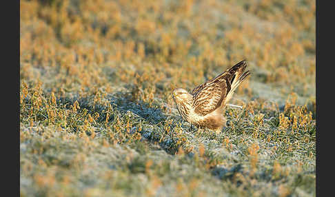 Rauhfußbussard (Buteo lagopus)