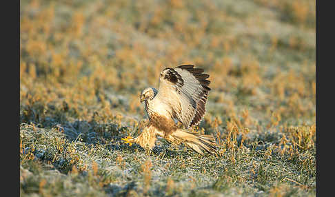 Rauhfußbussard (Buteo lagopus)