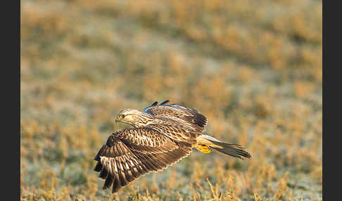 Rauhfußbussard (Buteo lagopus)
