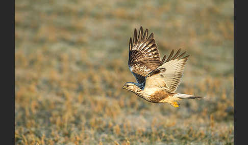 Rauhfußbussard (Buteo lagopus)