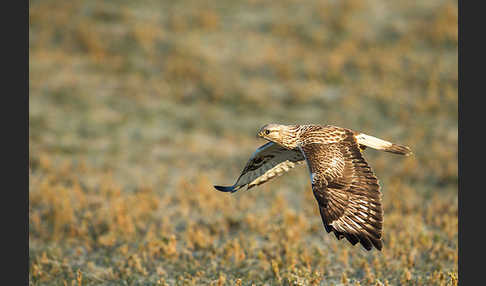 Rauhfußbussard (Buteo lagopus)