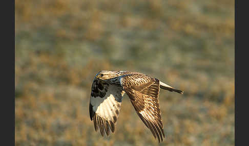 Rauhfußbussard (Buteo lagopus)