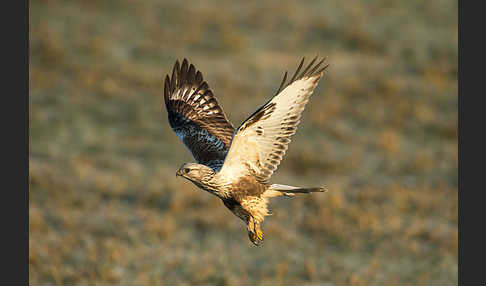 Rauhfußbussard (Buteo lagopus)