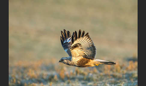 Rauhfußbussard (Buteo lagopus)