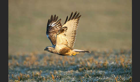 Rauhfußbussard (Buteo lagopus)