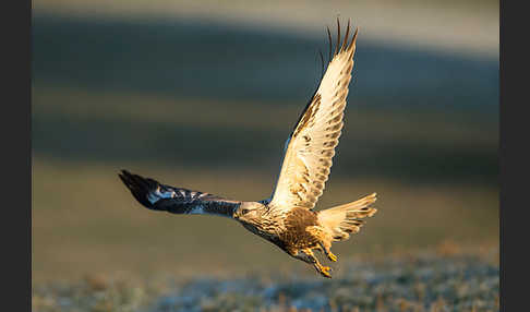 Rauhfußbussard (Buteo lagopus)