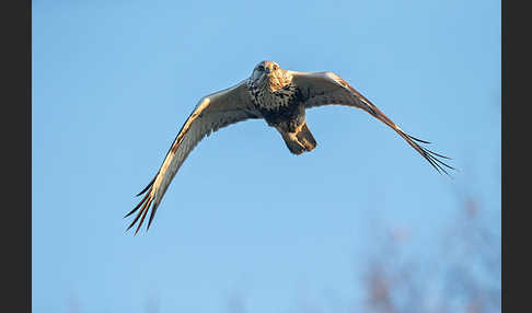 Rauhfußbussard (Buteo lagopus)