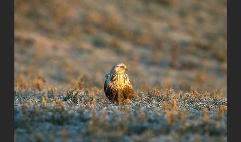 Rauhfußbussard (Buteo lagopus)