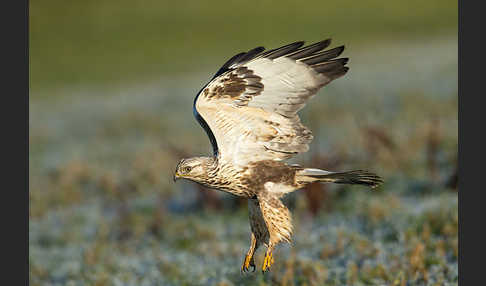 Rauhfußbussard (Buteo lagopus)