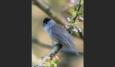 Mönchsgrasmücke (Sylvia atricapilla)