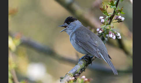 Mönchsgrasmücke (Sylvia atricapilla)