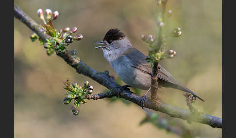 Mönchsgrasmücke (Sylvia atricapilla)