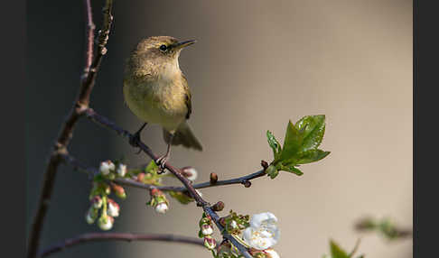 Zilpzalp (Phylloscopus collybita)