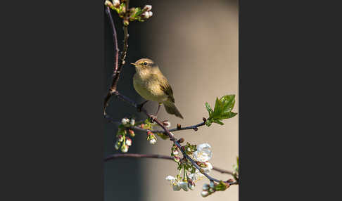 Zilpzalp (Phylloscopus collybita)