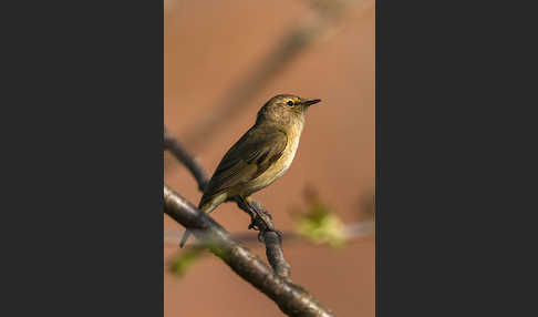 Zilpzalp (Phylloscopus collybita)