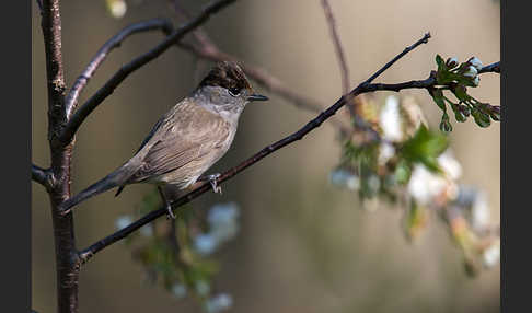 Mönchsgrasmücke (Sylvia atricapilla)