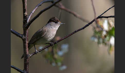 Mönchsgrasmücke (Sylvia atricapilla)