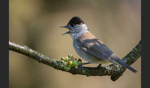 Mönchsgrasmücke (Sylvia atricapilla)