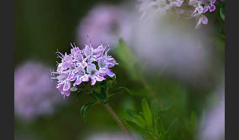 Gemeiner Thymian (Thymus pulegioides)