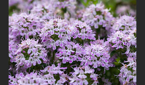 Gemeiner Thymian (Thymus pulegioides)