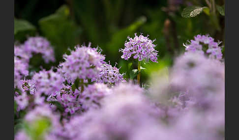 Gemeiner Thymian (Thymus pulegioides)