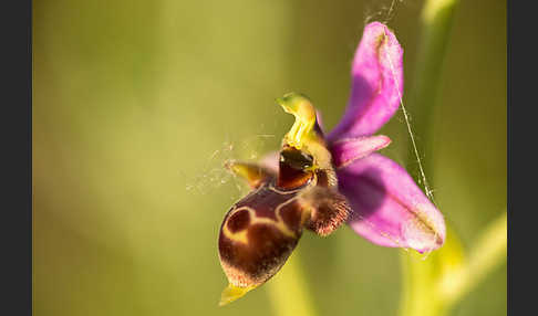 Schnepfen-Ragwurz (Ophrys scolopax)