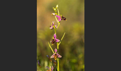 Schnepfen-Ragwurz (Ophrys scolopax)