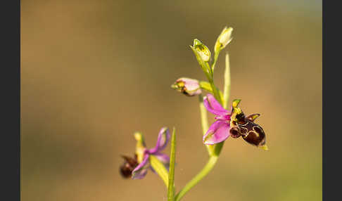 Schnepfen-Ragwurz (Ophrys scolopax)