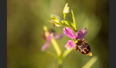 Schnepfen-Ragwurz (Ophrys scolopax)