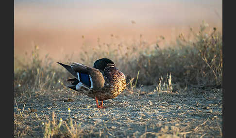 Stockente (Anas platyrhynchos)