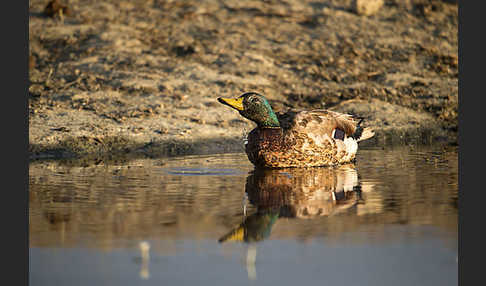 Stockente (Anas platyrhynchos)