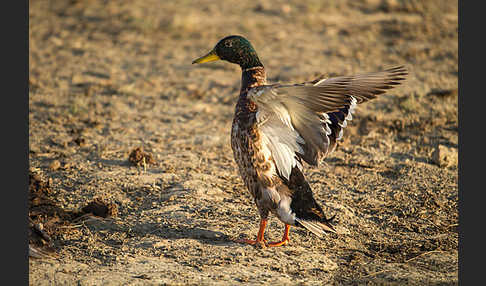 Stockente (Anas platyrhynchos)